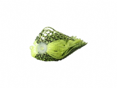 CHARTREUSE BAITFISH