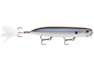 BLACK BACK SHAD (BBSD)