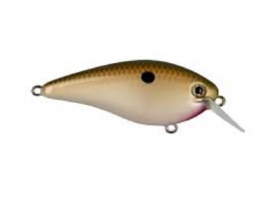 TN SHAD