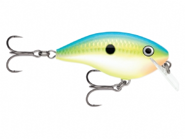 CITRUS SHAD (CTSD)