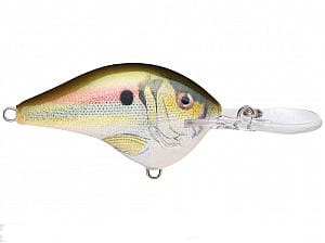 LIVE RIVER SHAD