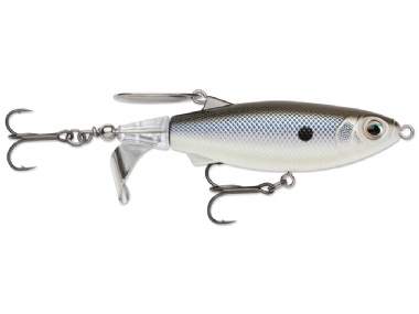 BLACK BACK SHAD