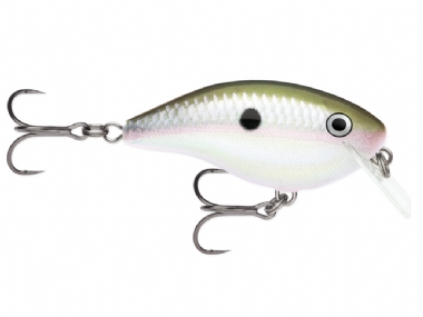 GREEN GIZZARD SHAD (GGSD)