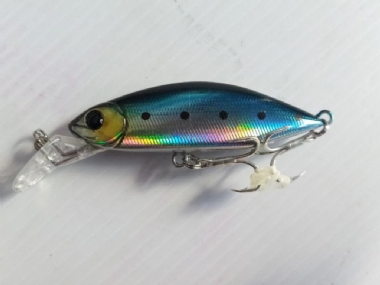 BLUE SARDINE
