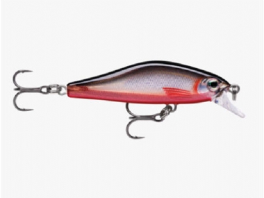 RED BELLY SHAD	