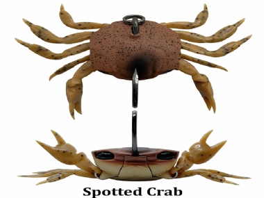 SPOTTED CRAB