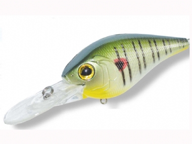 TIGER SHAD