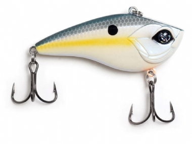 SEXY SHAD