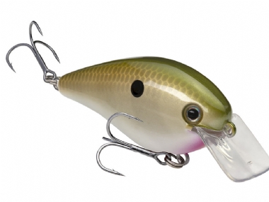 TENNESSEE SHAD