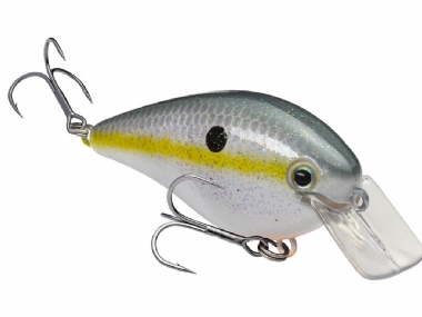 SEXY SHAD