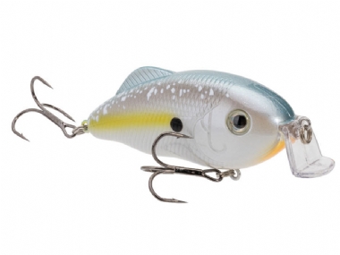 SEXY SHAD 2.0